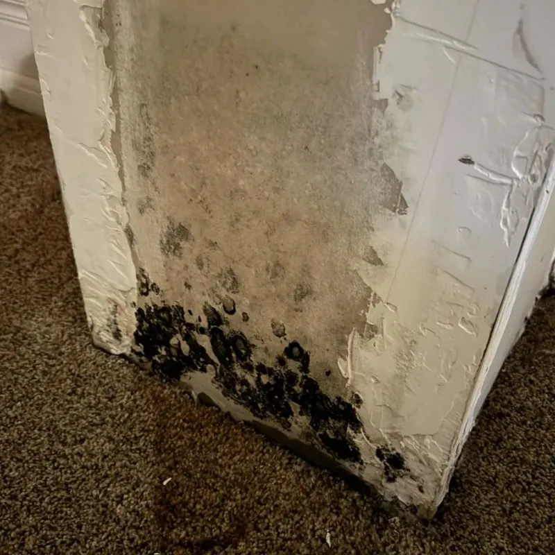 Professional Mold Removal in Pascoag, RI